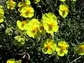 Helianthemum nummularium