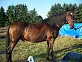 American Saddlebred