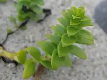Honckenya peploides