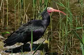 Waldrapp