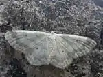 Idaea biselata, mit durchgehender Binde
