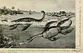 Wasserreptilien von Albert Kull aus dem Jahr 1914