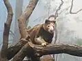 Matschie-Baumkänguru