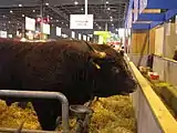 Salers-Stier am Salon de l’agriculture de Paris