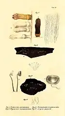 Praemissa in floram cryptogamicam Javae Insulae, Tab. II