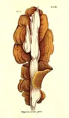 Praemissa in floram cryptogamicam Javae Insulae, Tab. IX