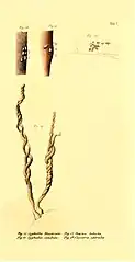 Praemissa in floram cryptogamicam Javae Insulae, Tab. V