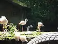 Flamingos