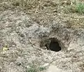 Kaninchenbau