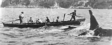 Ein schwarz-weiß-Bild, dass mehrere Männer und Wale beim Walfang zeigt. In der Mitte des Bildes ist ein Ruderboot mit vier Ruderern zu sehen, die den vor dem Boot schwimmenden Waalen zugucken. Es fährt von links nach rechts. Am Heck des Bootes steht der Steuermann, am Bug steht ein weiterer Mann mit einem länglichen Gegenstand in der Hand. Direkt vor dem Boot schwimmt ein kleiner Wal, dessen Rücke und Finne durch die Wasseroberfläche ragen. Vor diesem durchbricht die deutlich größere Finne eines Orcas das Wasser.