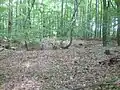 Ringgraben des nördlicheren der beiden Holztürme(Zustand Mai 2011)