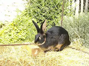 Kaninchenrasse Lohkaninchen mit teils lohfarbigem Fell
