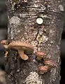 ShiitakeLentinula edodes