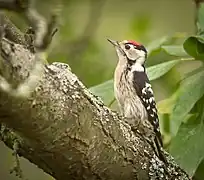 Kleinspecht (Dryobates minor)