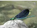 Blauflügel-Prachtlibelle(Calopteryx virgo)