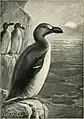 Riesenalk aus Lost and Vanishing Birds  (1898)