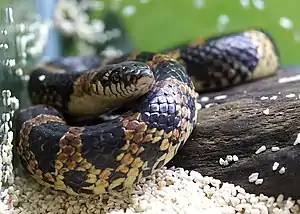 Lycodon semicarinatus