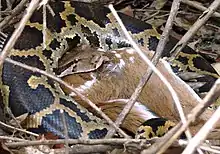 Heller Tigerpython (Python molurus) verschlingt Axishirschkitz