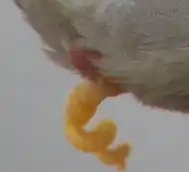 Penis einer Stockente