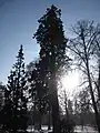 Naturgeschützter Mammutbaum