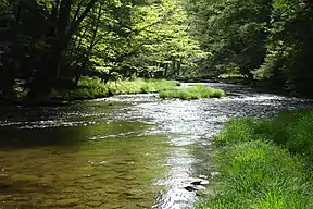 Der Mead Run im Allegheny National Forest
