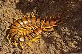 Die größten Hundertfüßer-Arten gehören zu den Skolopendern (Scolopendromorpha), die auch Riesenläufer genannt werden. Im Bild die europäische Art Scolopendra cingulata