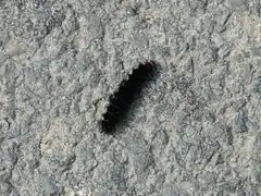 Raupe