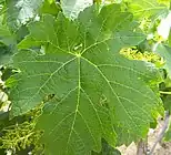 Merlot-Blatt