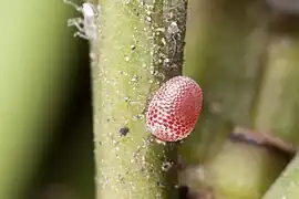 Ei kurz vor dem Schlüpfen der Raupe