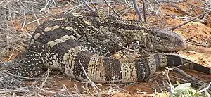 Weißkehlwaran (Varanus albigularis)