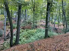 Bachtal der Schuler Delle - linkes Seitengewässer des Roderbaches
