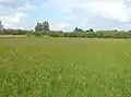 Wiese mit Kuckuckslichtnelken (Lychnis flos-cuculi) im Viehlaßmoos