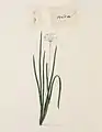 Botanische Illustration des Allium tuberosums