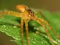 Junge Jagdspinne