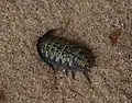 Grabendes Exemplar von Porcellio spinipes