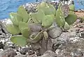 Opuntia echios var zacana auf Seymour Norte