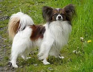 Kontinentaler Zwergspaniel