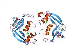Eosinophiles kationisches Protein