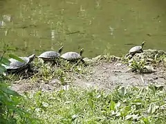 Schildkröten am Teich des Parkes.