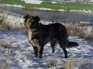 Cane Pastore di Oropa