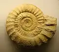 Ammonit Perisphinctes cf choffati