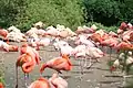Chileflamingo