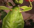 Weibchen, ventral, mit braunen Coxen