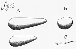 Aus dem Froschdarm: A, Opalina dimidiata. B, Nycthoterus cordiformis. C, evtl. eine Nematodenlarve?