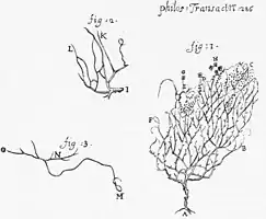 Anthophysa vegetans