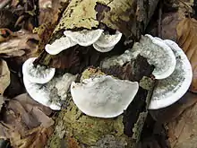 Fastblauer SaftporlingCyanosporus subcaesius