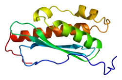 Eisen-Schwefel-Cluster-Gerüstprotein