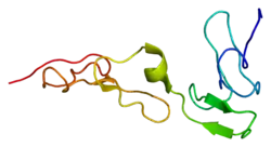 Protein S