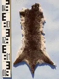 Ringtail-Opossumfell (zoologisch Wander-Ringelschwanzbeutler)
