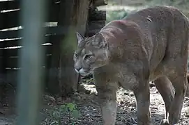 Puma (Puma concolor)